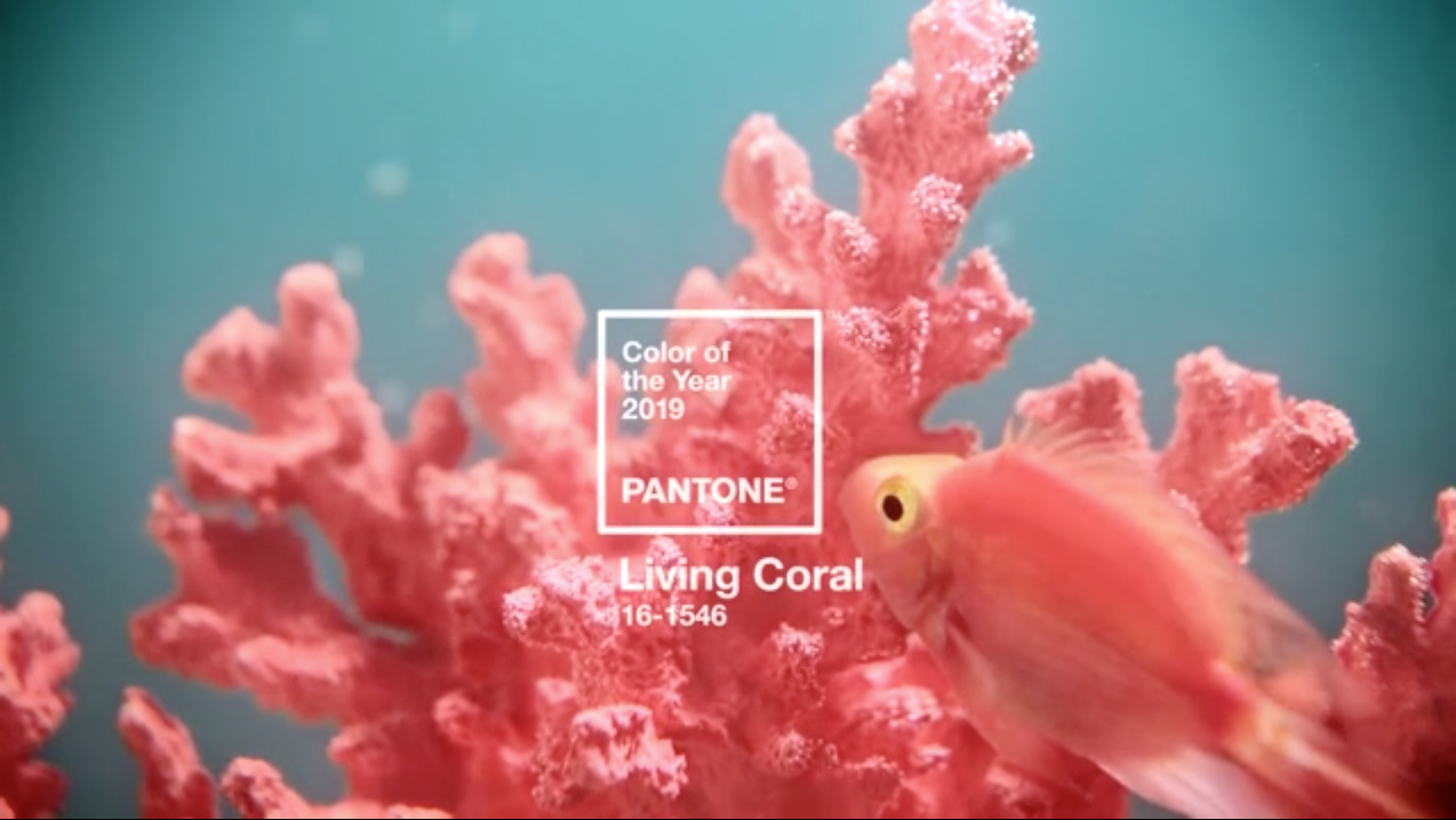 Pantone 2019’un Yeni Trend Rengini Belirledi!